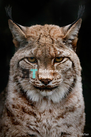 Eurasian lynx