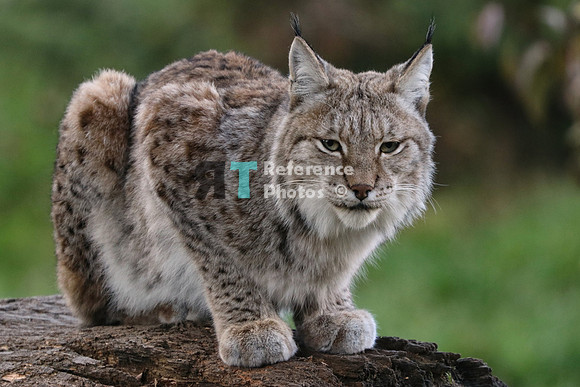 Eurasian lynx