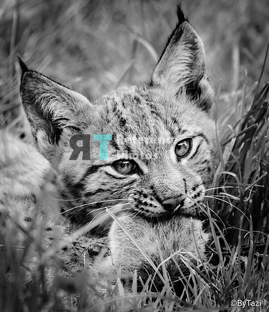 Eurasian lynx