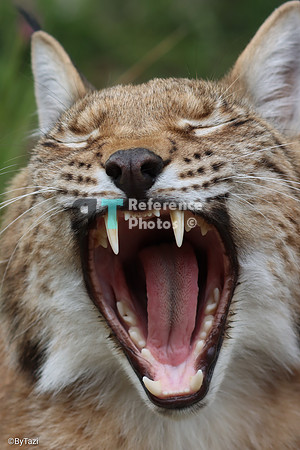 Eurasian lynx
