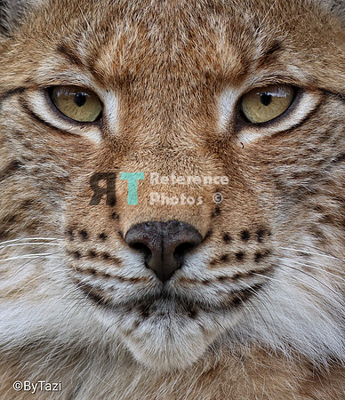 Eurasian lynx