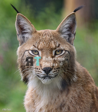 Eurasian lynx
