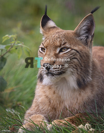 Eurasian lynx