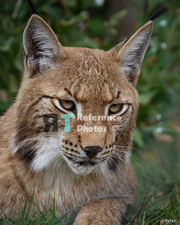 Eurasian lynx
