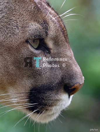 Puma profile