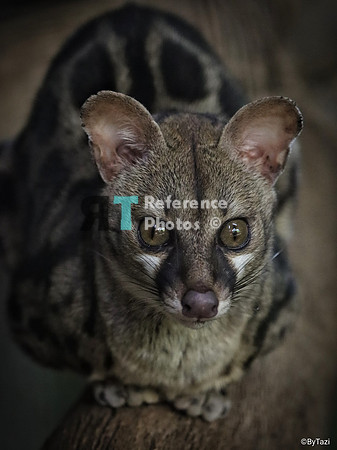 Tiger genet cat
