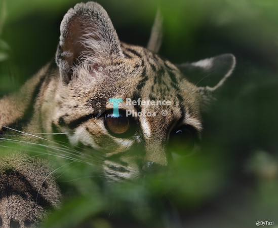 Margay