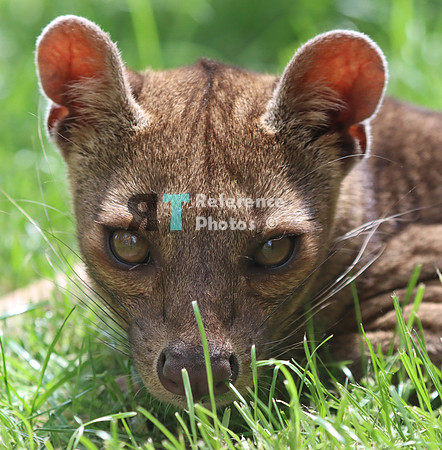 Fossa