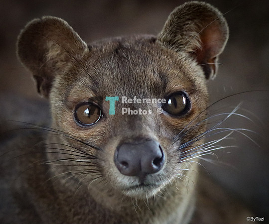 Fossa