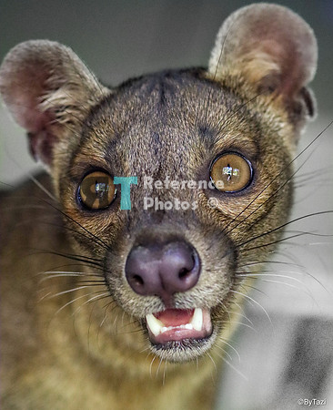 Fossa