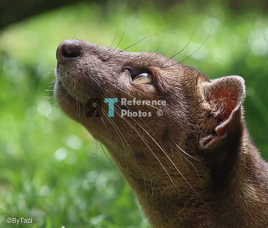 Fossa
