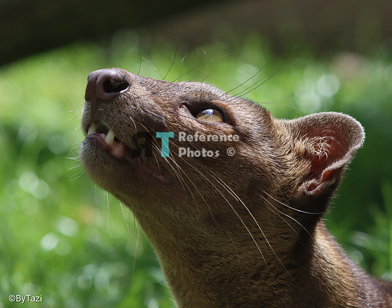 Fossa