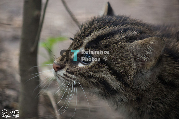 Fishing cat kitten