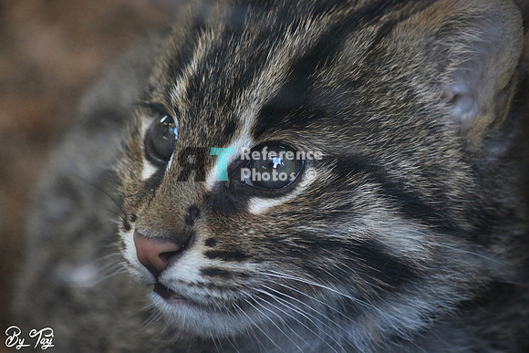 Fishing cat kitten