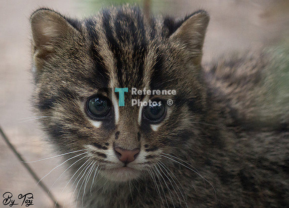 Fishing cat kitten