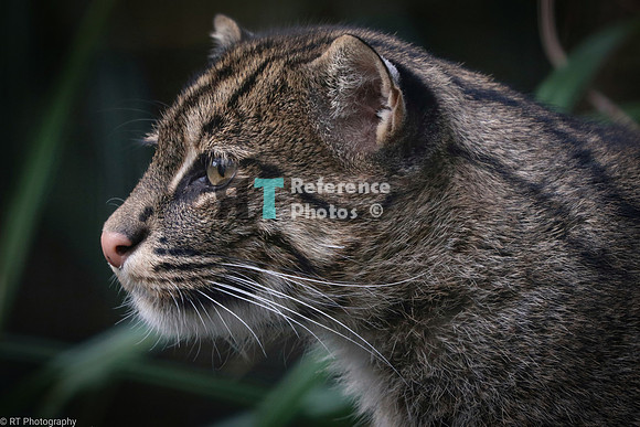 Fishing cat