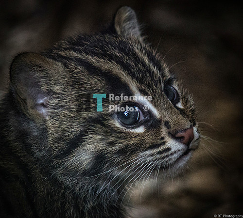Fishing cat kitten
