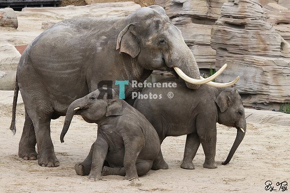 Asian elephant bull with babies