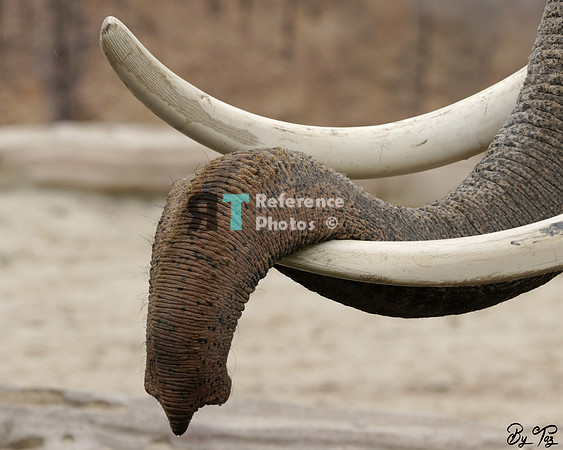 Asian elephant tusks & trunk