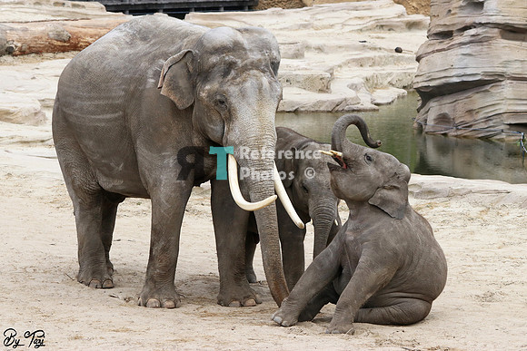 Asian elephant bull with babies