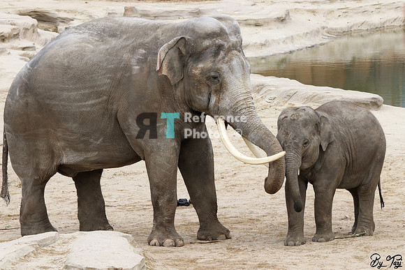 Asian elephant bull with baby