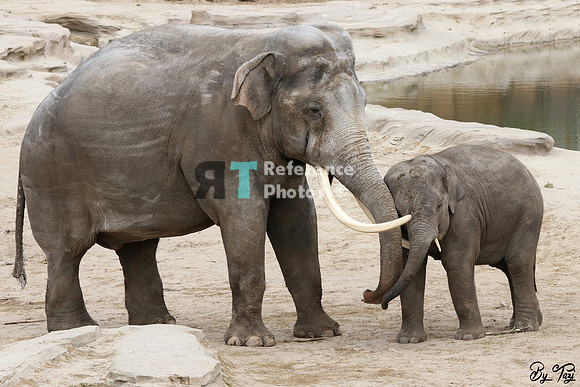 Asian elephant
