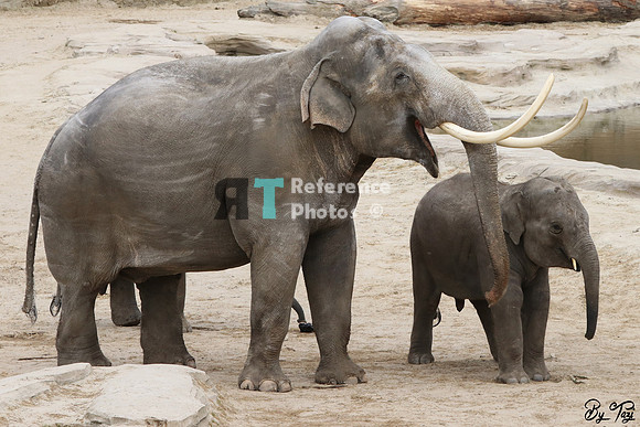 Asian elephant bull with baby