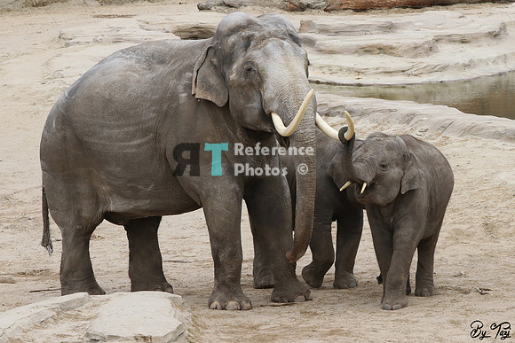 Asian elephant bull with babies