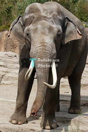 Asian elephant