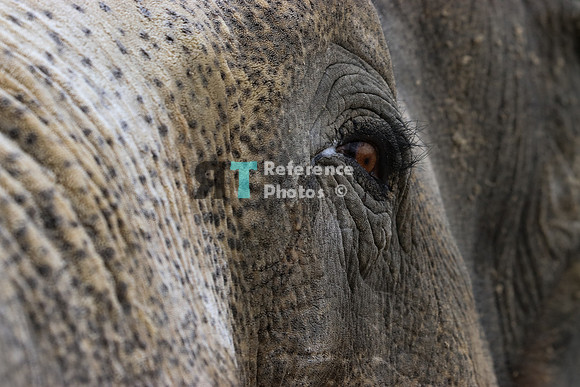 Asian elephant bull's eye