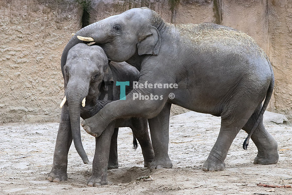 Asian elephant brothers playing