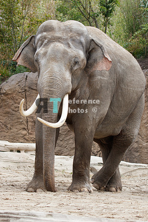 Asian elephant