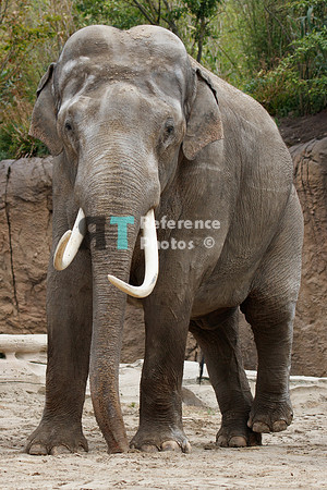 Asian elephant