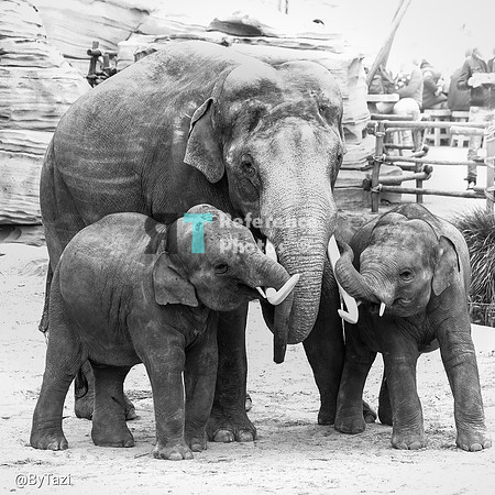 Asian elephant