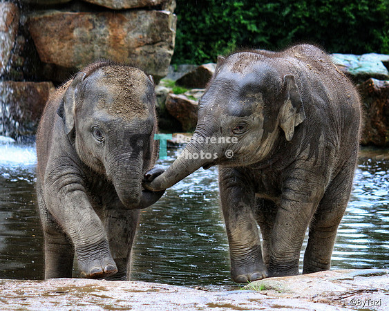 Asian elephant brothers