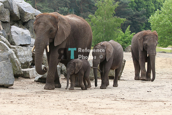 African elephant mother and daughters