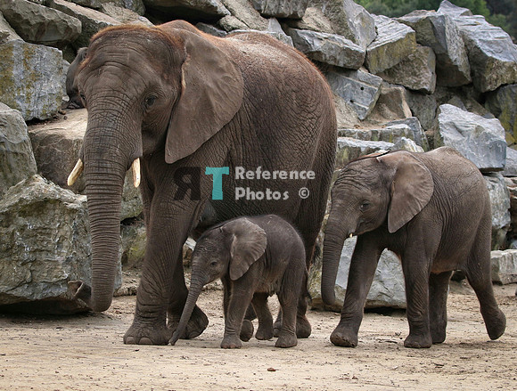 African elephant mother & daughters