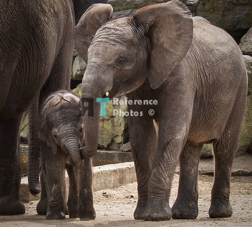 African elephant sisters