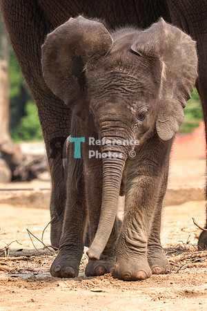 African elephant calf