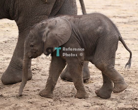 African elephant calf