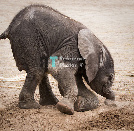 African elephant calf