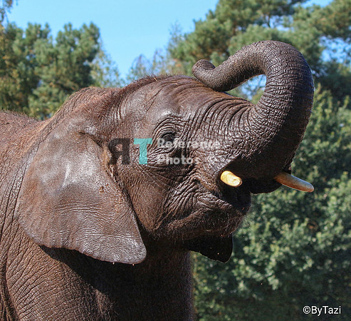 African elephant