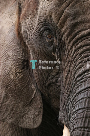 African elephant close up