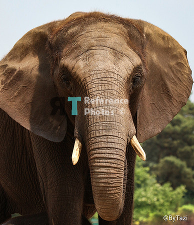 African elephant