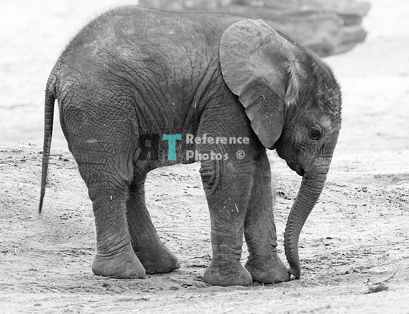 African elephant calf (B&W)