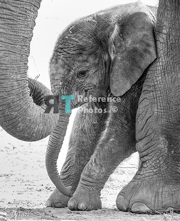 African elephant (B&W crop)