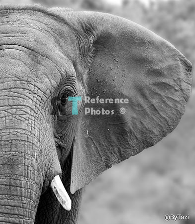 African elephant (crop)