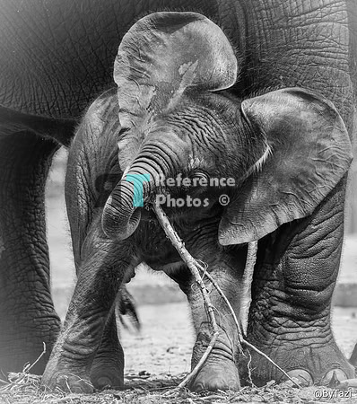 African elephant (B&W)