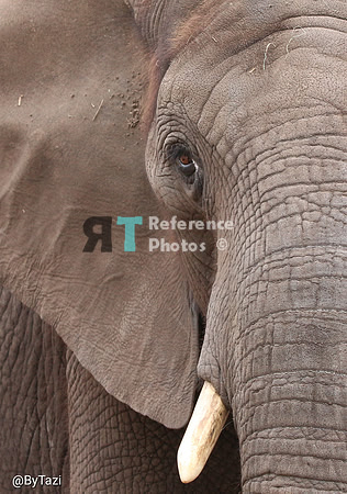 African elephant close up
