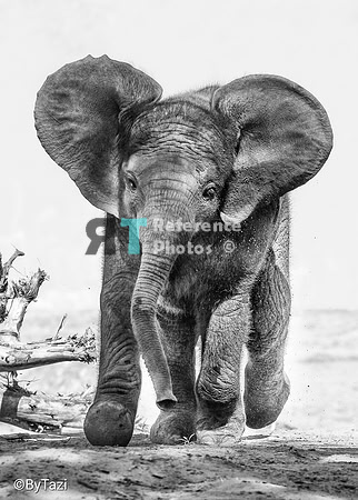 African elephant calf